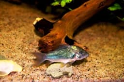 Pansarmal (Corydoras)