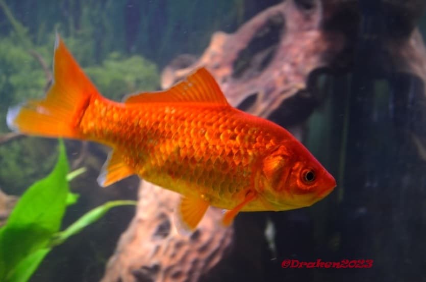 Invasiva fiskarter i våra akvarium.