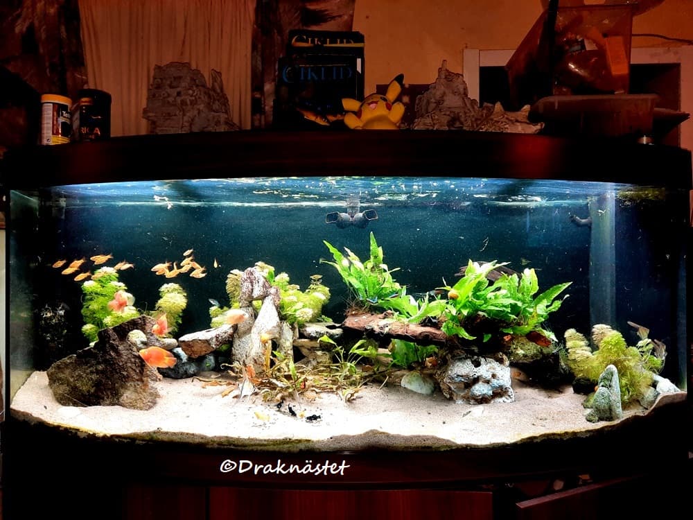 Uppstart av akvarium. Steg för steg.