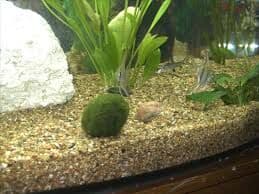 Mossboll