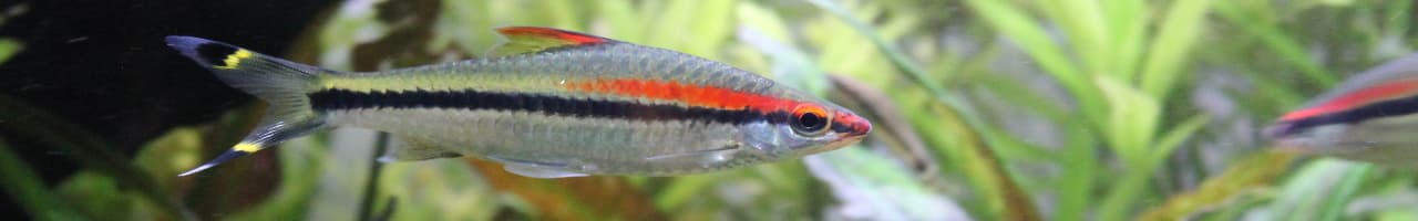 Akvarium iFokus