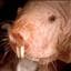 Gastromat
