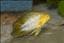 apistogramma