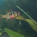 Anoma